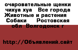 очаровательные щенки чихуа-хуа - Все города Животные и растения » Собаки   . Ростовская обл.,Волгодонск г.